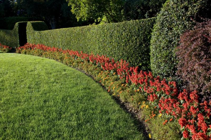 Quand tailler haies et arbustes pour pr&eacute;server la sant&eacute; de votre jardin &agrave; Obernai ?